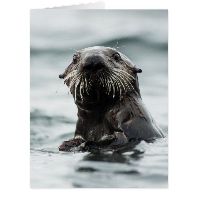 ワイズオッター (正面)