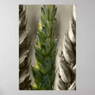 ワイゼン小麦 ポスター