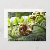 ワイトアケレ山脈の新葉 ポストカード (正面/裏面)