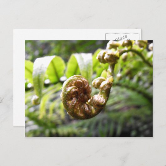 ワイトアケレ山脈の新葉 ポストカード (正面/裏面)