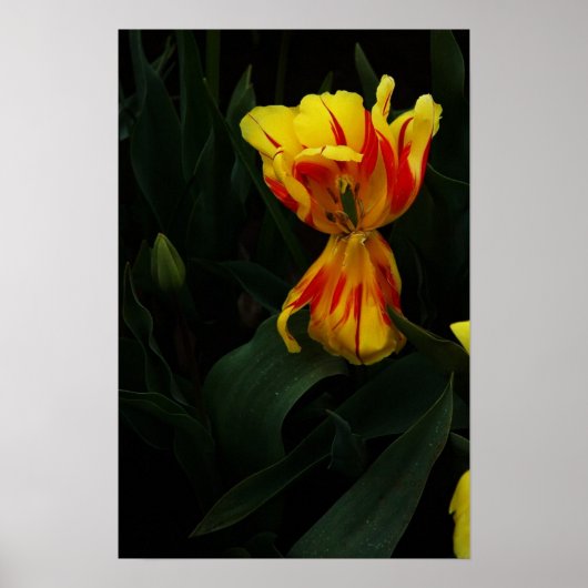 ワイドを開く ポスター (正面)