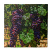 ワイナリーグレープフィン日当たりの良いトスカニーブドウ タイル (正面)