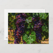 ワイナリーグレープフィン日当たりの良いトスカニーブドウ ポストカード (正面/裏面)