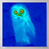 ワイフクロウ ポスター (正面)