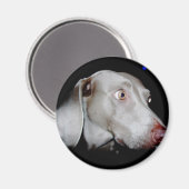 ワイマラナーザグレー幽霊 マグネット (正面/裏面)