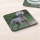 ワイマラナーパピードッグ コースター (左側)