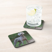 ワイマラナーパピードッグ コースター (右側)