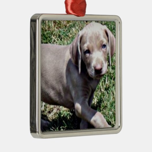 「ワイマラナーパピー」クリスマスオーナメント メタルオーナメント (右)