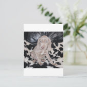 ワイマラナーパピー ポストカード (スタンド正面)