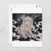 ワイマラナーパピー ポストカード (正面/裏面)