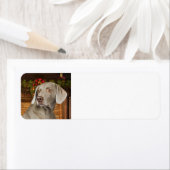 ワイマラナー差出人住所ラベル ラベル (インサイチュ)