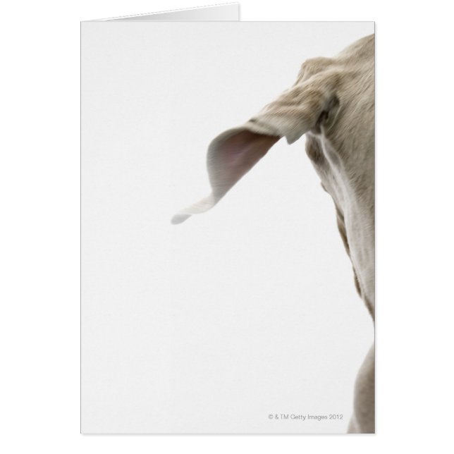 ワイマラナー2 (正面)