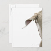 ワイマラナー2 ポストカード (正面/裏面)