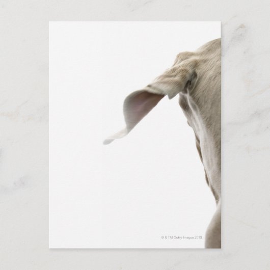 ワイマラナー2 ポストカード (正面)