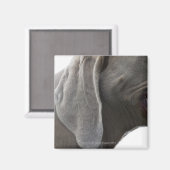 ワイマラナー3 マグネット (正面/裏面)