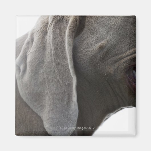 ワイマラナー3 マグネット (正面)