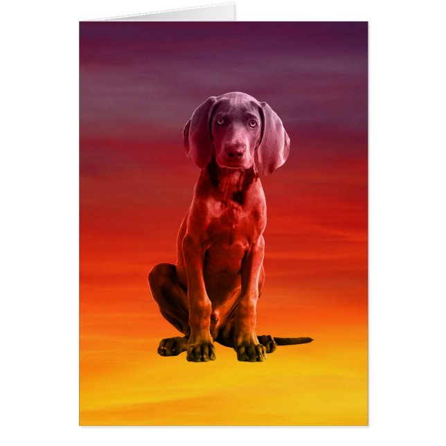 ワイマランアドッグ座ってビーチ (正面)