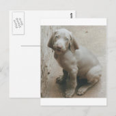 ワイマランパプコかわいい ポストカード (正面/裏面)