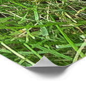 ワイマラン ポスター (角)