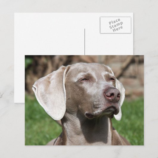 ワイマラン ポストカード (正面/裏面)