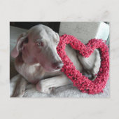 ワイマラーナーの愛の後の雨 ポストカード (正面)