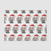 ワイマラーンドッグがクリスマススターを育てる 薄葉紙 (正面)