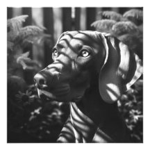 ワイマラ威厳のあるナー「ハンター」 BW