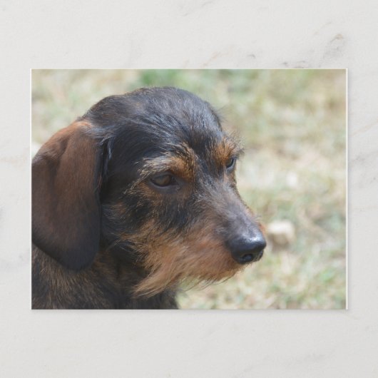 ワイヤソールドダシュンドッグ ポストカード (正面)