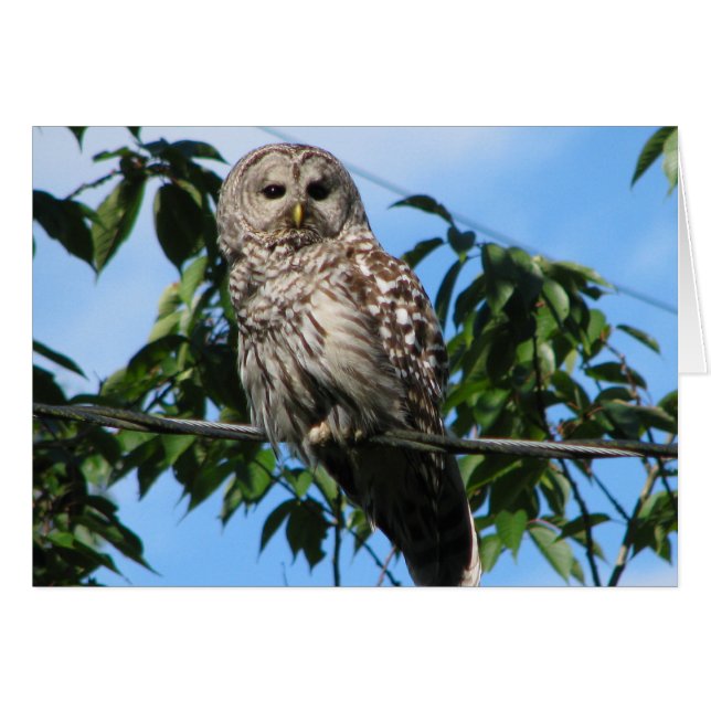 ワイヤーのフクロウ (正面横)