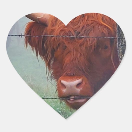 ワイヤーフェンスを噛む高地の牛 ハートシール (正面)