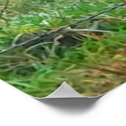 ワイヤーフェンスを噛む高地の牛 ポスター (角)