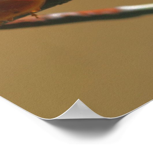 ワイヤーフキスをするェンスの上のラディバグがクローズアップ ポスター (角)