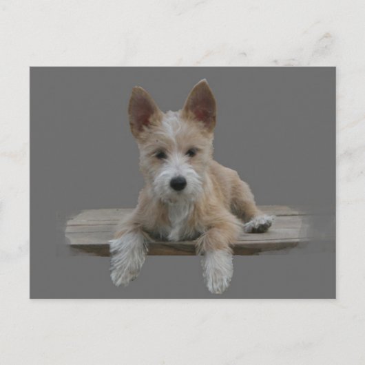 ワイヤーポルトガル語ポデゴペケノ ポストカード (正面)