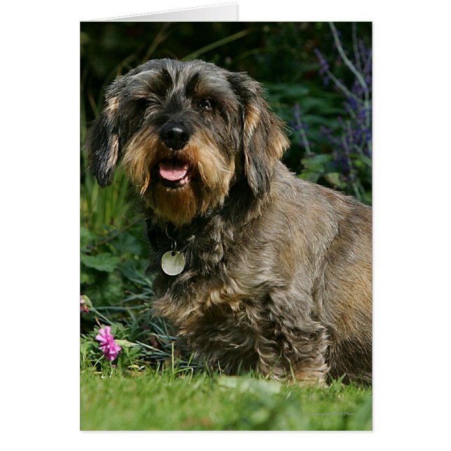 ワイヤー髪の標準的なダックスフントのモデル (正面)