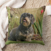 ワイヤー髪の標準的なダックスフント クッション (ブランケット)