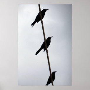 ワイヤー鳥続けてポスター写真の鳥 ポスター