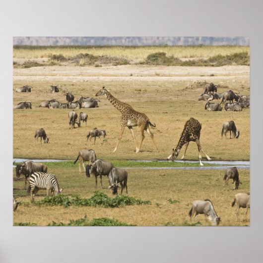 ワイルデベストとシマウマとギラフェスが集まる ポスター (正面)