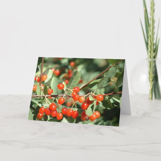 ワイルドさくらんぼ1 カード (正面)