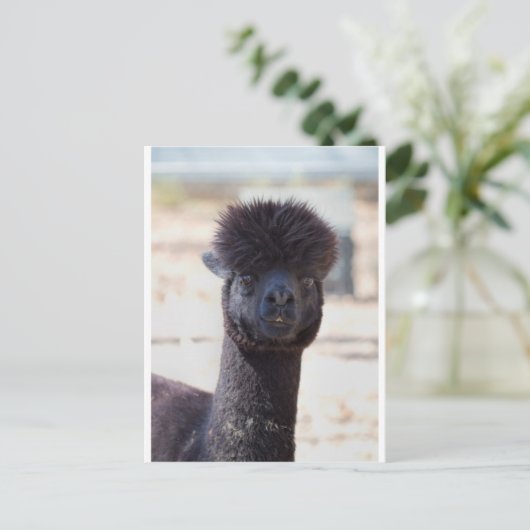 ワイルドでクレイジーなアルパカのヘアスタイル ポストカード (スタンド正面)