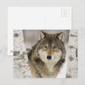 ワイルドの中の大きな美しい灰色の狼 ポストカード (正面/裏面)