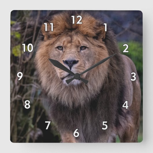 ワイルドの美しいライオン スクエア壁時計 (正面)