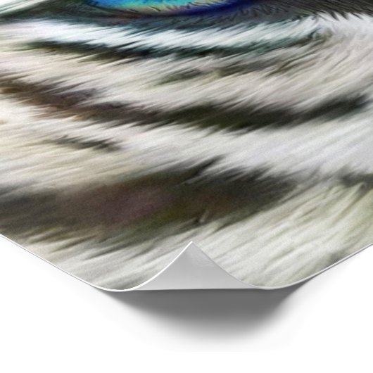 ワイルドアイズ – ホワイトタイガーアートポスターまたはプリント ポスター (角)