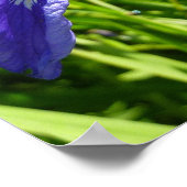 ワイルドアイリスとアラスカの風景 ポスター (角)