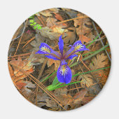 ワイルドアイリス開花..... マグネット (正面)