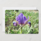 ワイルドアイリス シーズンカード (正面)