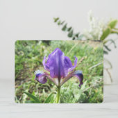 ワイルドアイリス シーズンカード (スタンド正面)