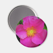 ワイルドアルバータバラカナダブライトピンクフラワー マグネット (正面/裏面)