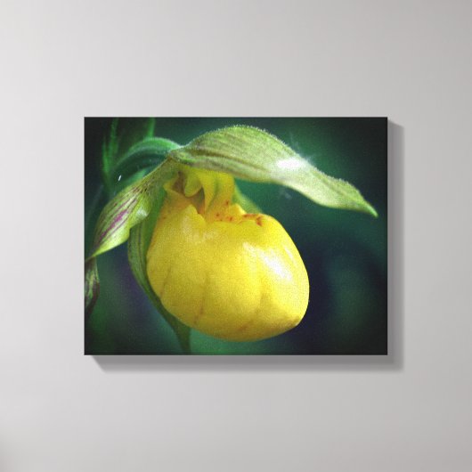 ワイルドイエローレディースリッパーオーキッドフラワークローズアップ キャンバスプリント (正面)