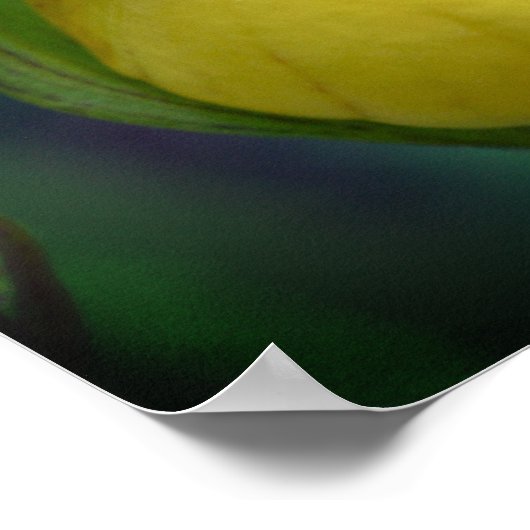 ワイルドイエローレディースリッパーオーキッドフラワークローズアップ ポスター (角)