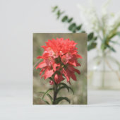 ワイルドウィスパーズ:インディアンペイントブラシ ポストカード (スタンド正面)